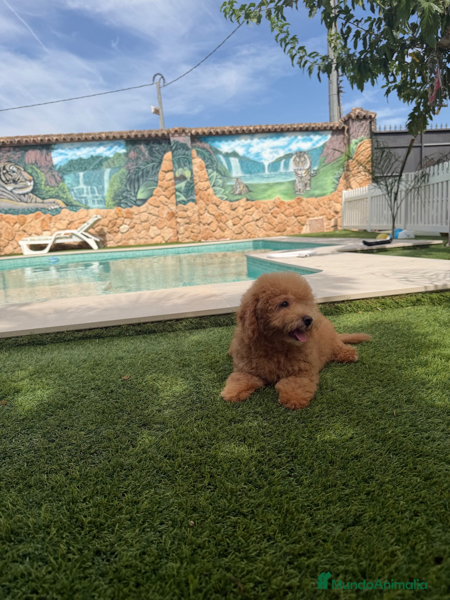 Caniche Toy perros Excelente caniche toy - Anuncio 1