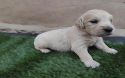 Golden Retriever perros en venta: PRECIOSOS GOLDEN RETRIEVER  - Imagen 3