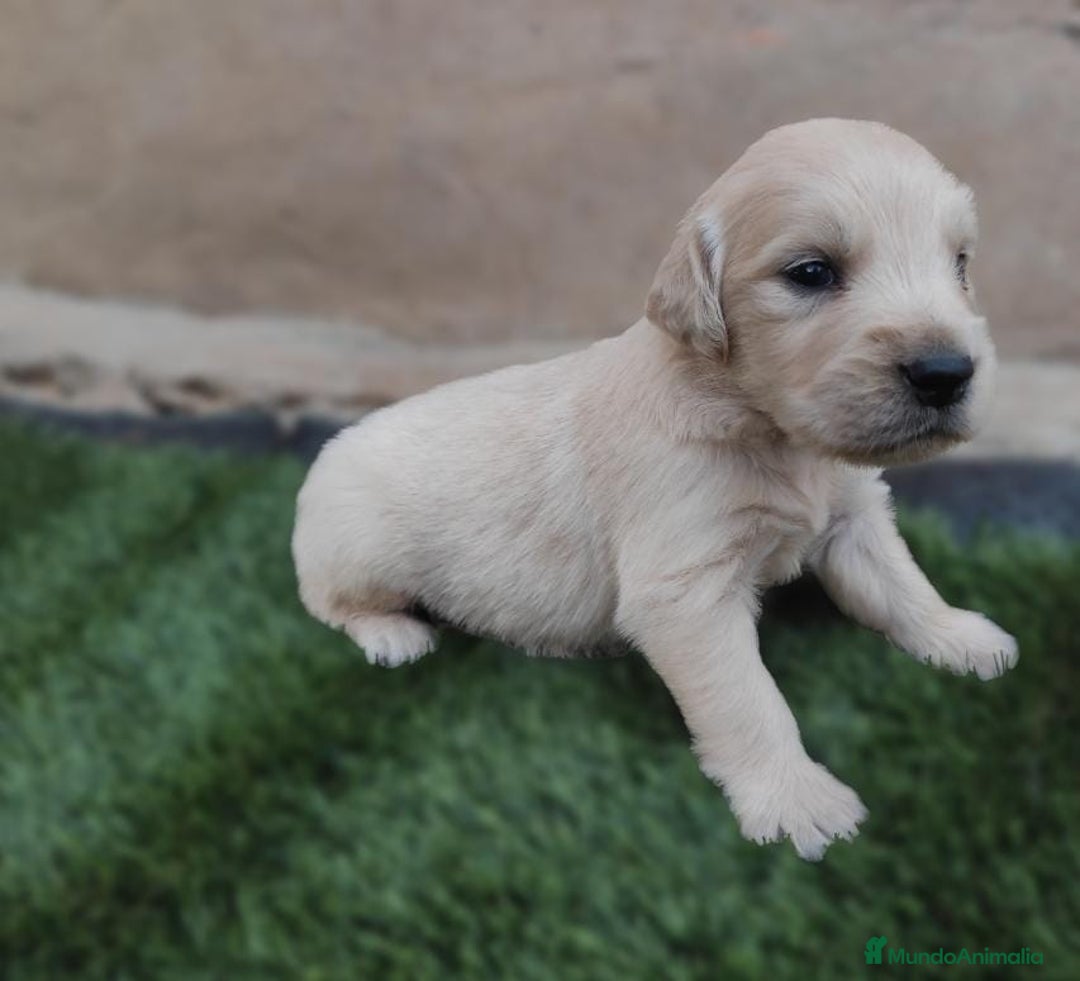 Golden Retriever perros en venta: PRECIOSOS GOLDEN RETRIEVER  - Imagen 3