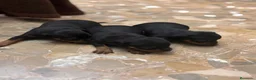 Pinscher Miniatura perros en venta: Pinscher miniatura  en Valencia - Anuncio 3