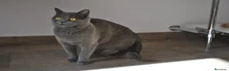 Scottish Straight gatos en venta: Gatos Scottish Straight-Fold  - Anuncio 4