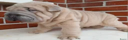 Shar Pei perros en venta: EXCELENTE CAMADA DE SHAR PEI - Anuncio 6