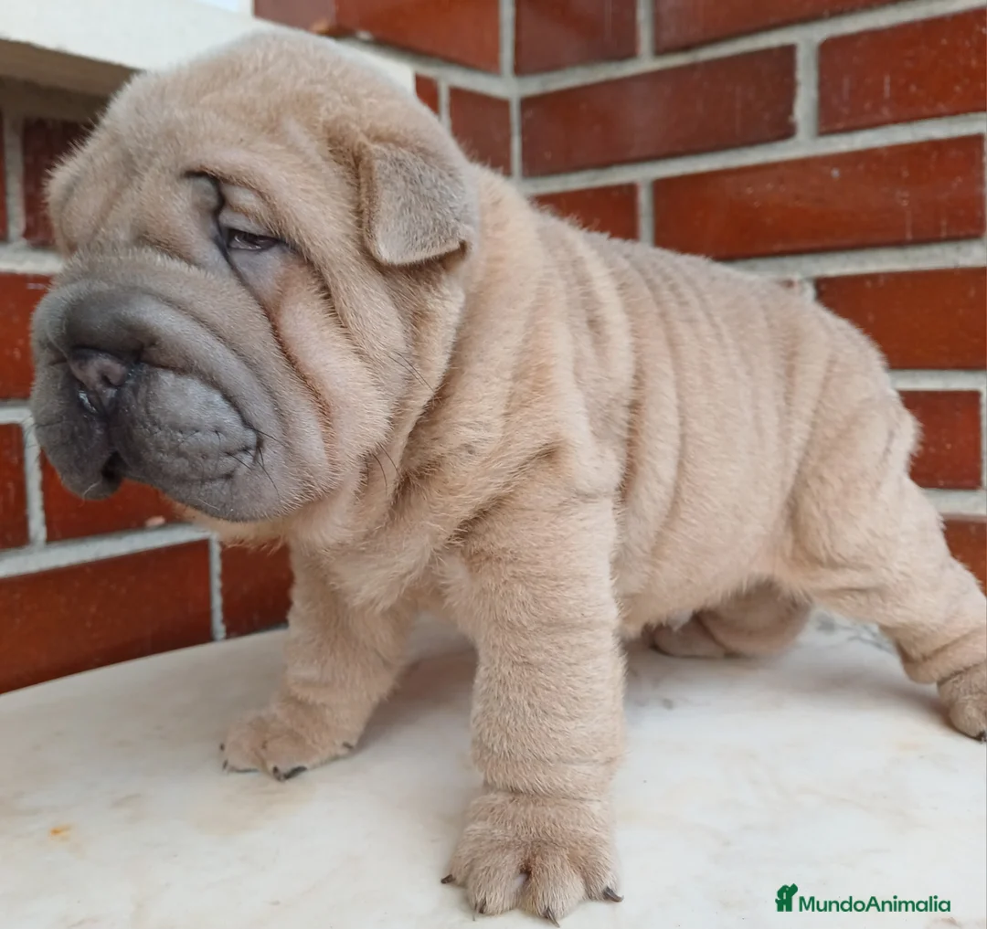 Shar Pei perros en venta: EXCELENTE CAMADA DE SHAR PEI - Anuncio 6