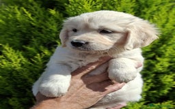Golden Retriever perros en venta: GOLDEN RETRIEVER  - Imagen 2