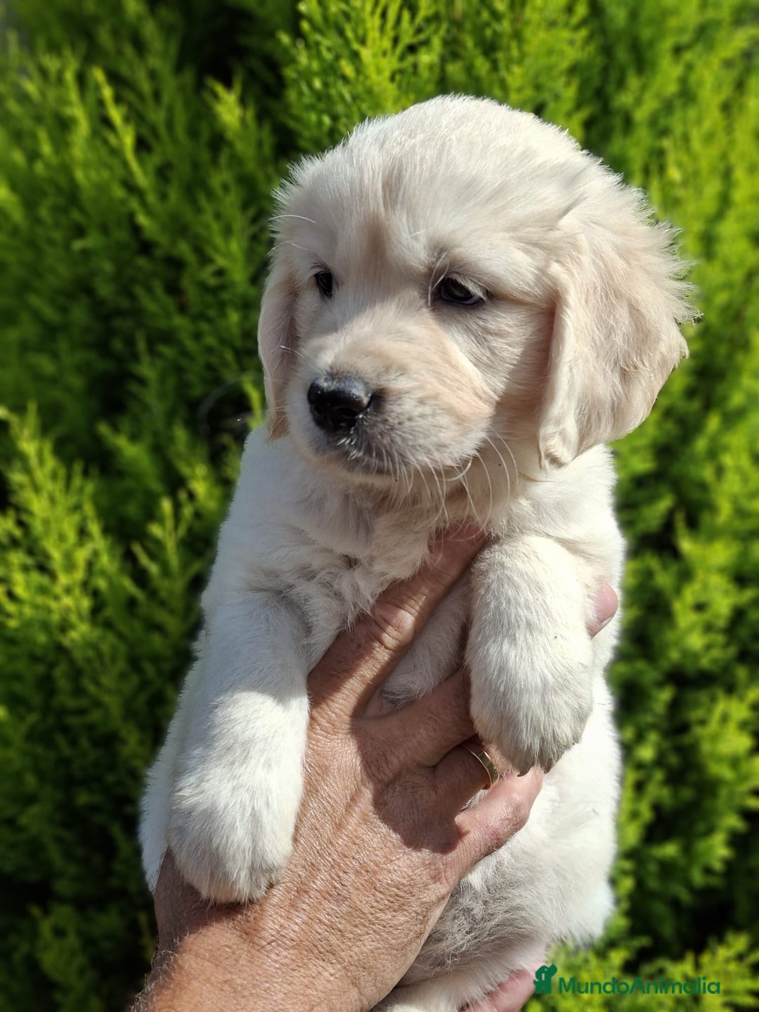 Golden Retriever perros en venta: GOLDEN RETRIEVER  - Imagen 2