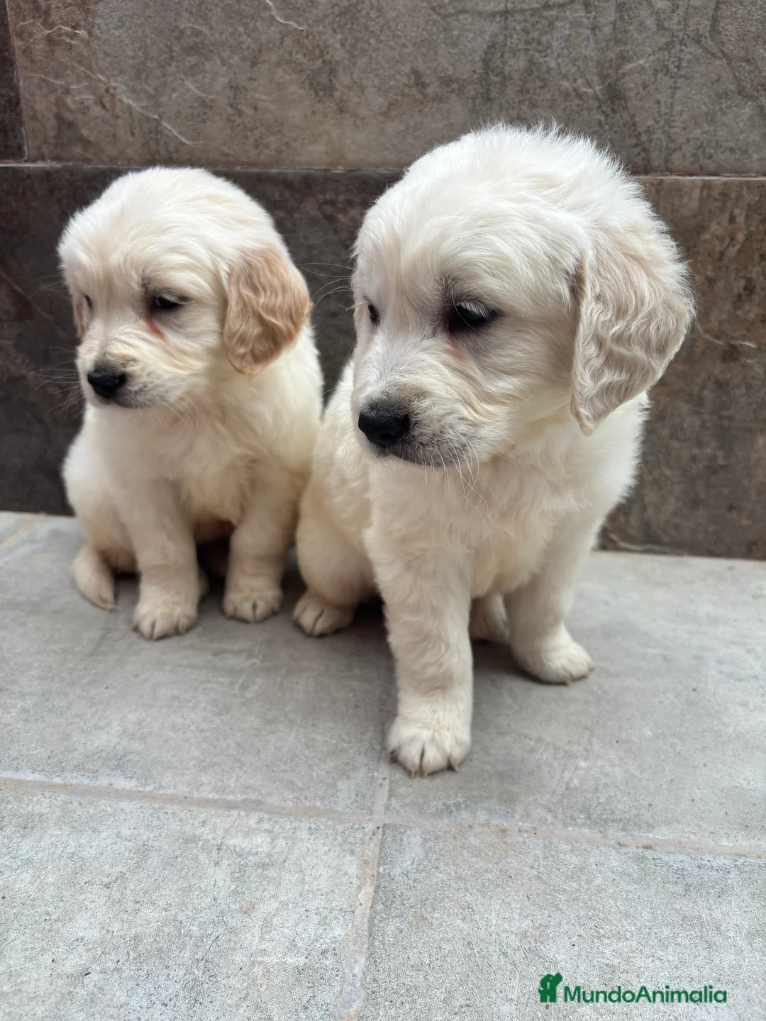 Golden Retriever perros en venta: Último golden retriever disponible  en Alicante - Anuncio 2