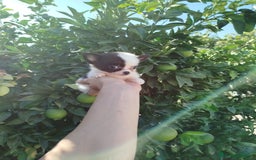 Chihuahua perros en venta: Chihuahua toy  - Imagen 3