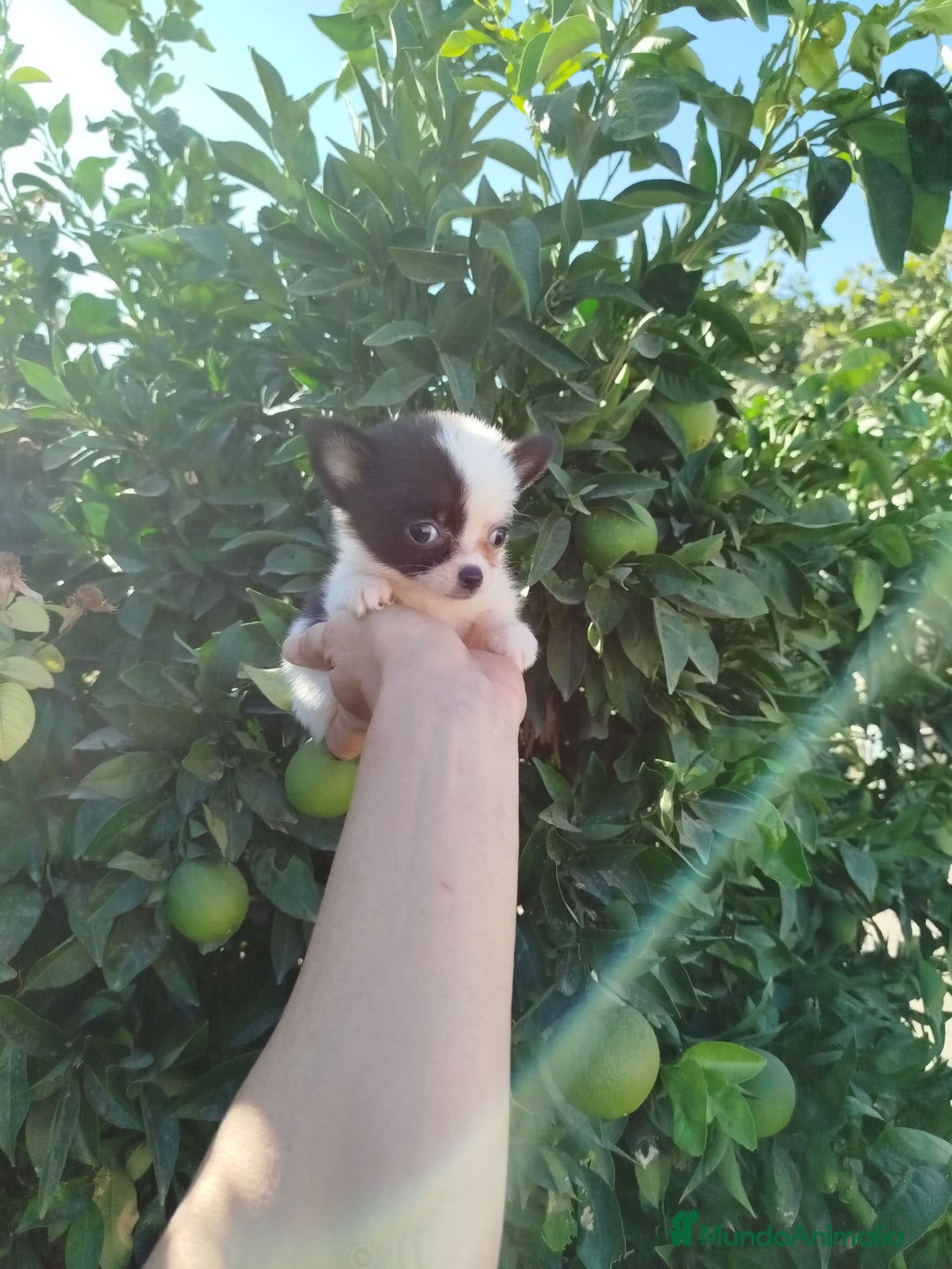 Chihuahua perros en venta: Chihuahua toy  - Imagen 3