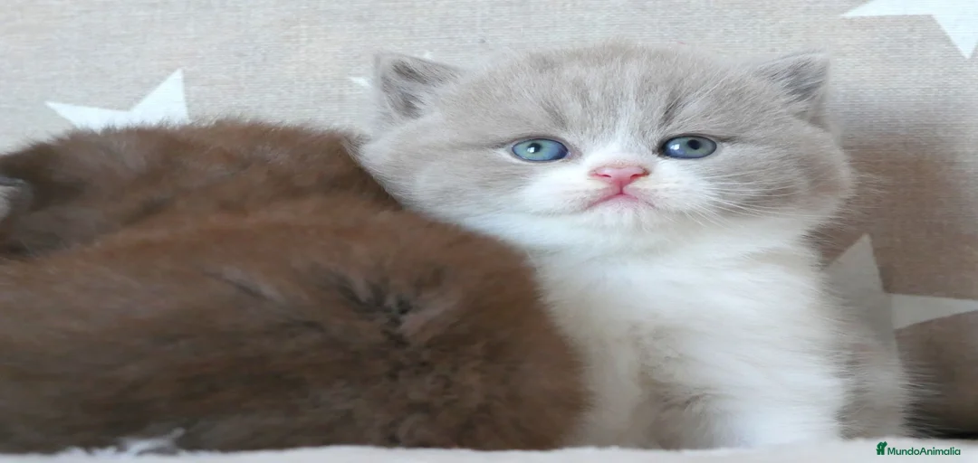 Imagen de galería {{count}}