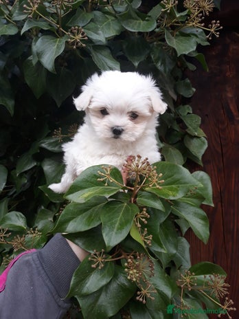 Bichón Maltés perros en Alicante - Anuncio 1