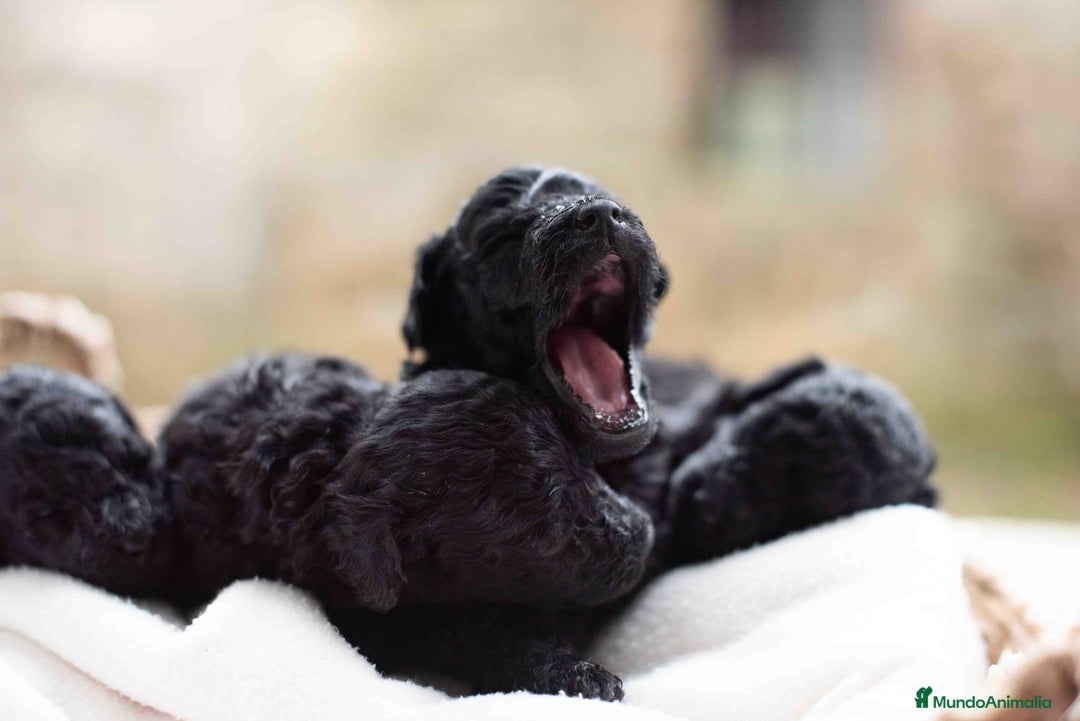 Caniche Toy perros en venta: Caniche toy negros - Anuncio 13