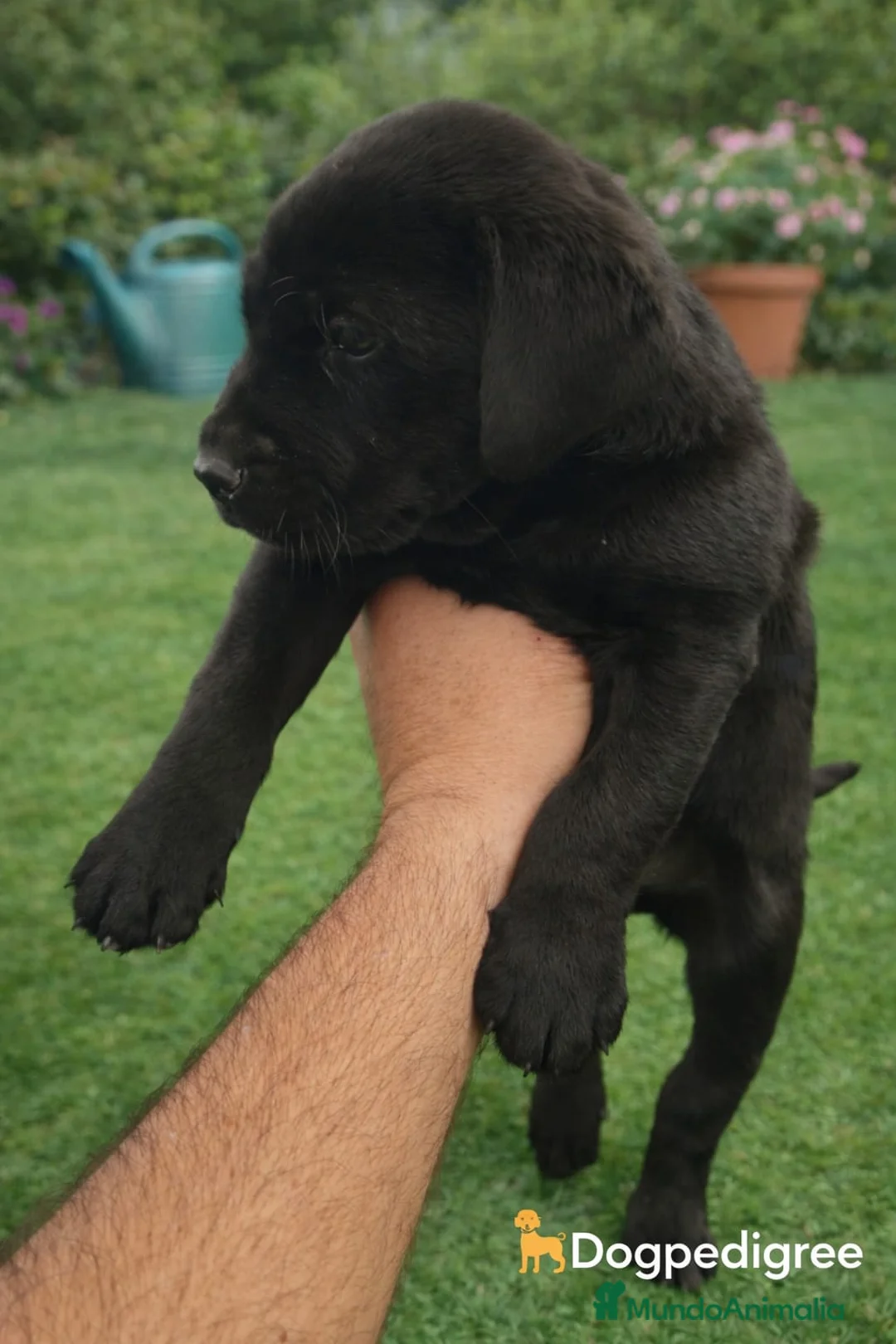 Labrador Retriever perros en venta: Labrador Retriever 🐶🐶 - Anuncio 1