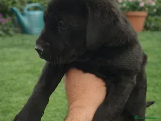 Labrador Retriever perros Labrador Retriever 🐶🐶 - Anuncio 3