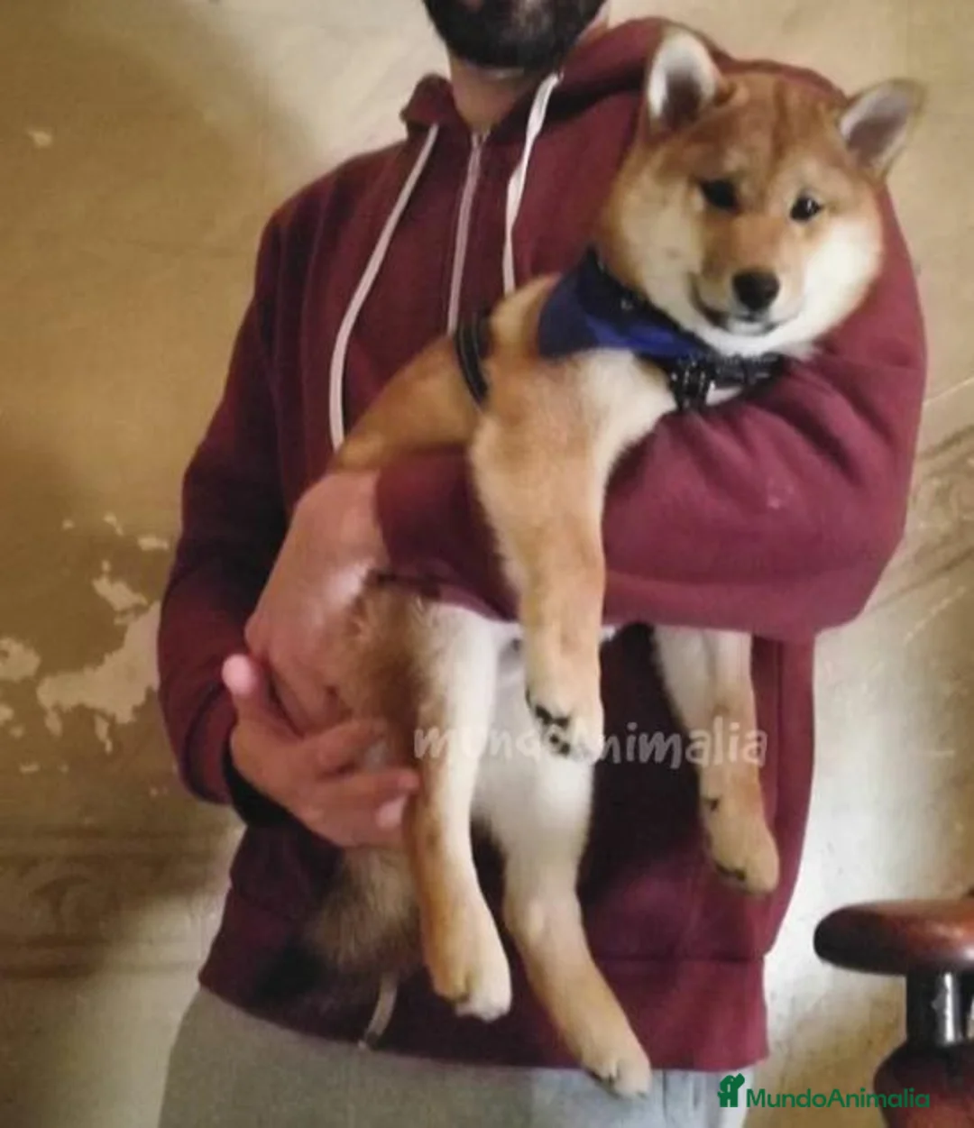 Imagen de galería {{count}}