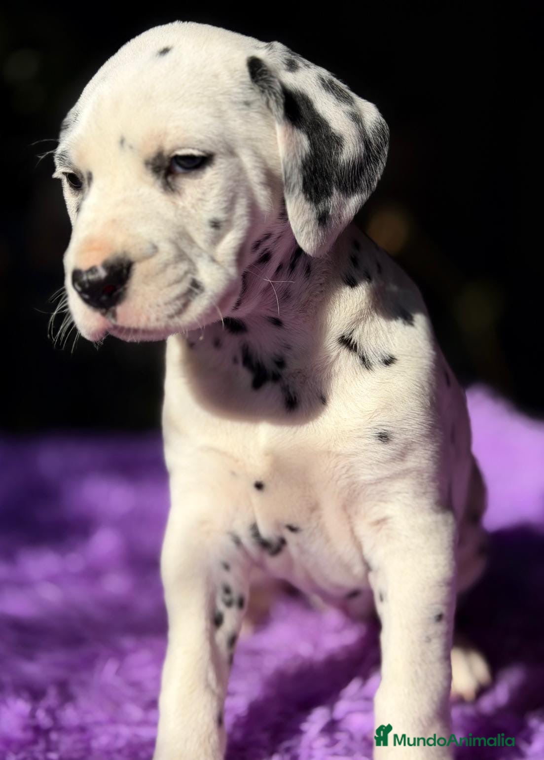 Dálmata perros CAMADA DE DÁLMATA ESPECTACULAR - Anuncio 1