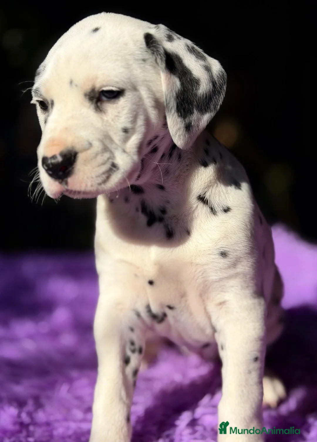 Dálmata perros en venta: CAMADA DE DÁLMATA ESPECTACULAR - Anuncio 1