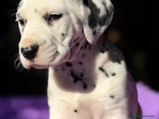 Dálmata perros CAMADA DE DÁLMATA ESPECTACULAR - Anuncio 1