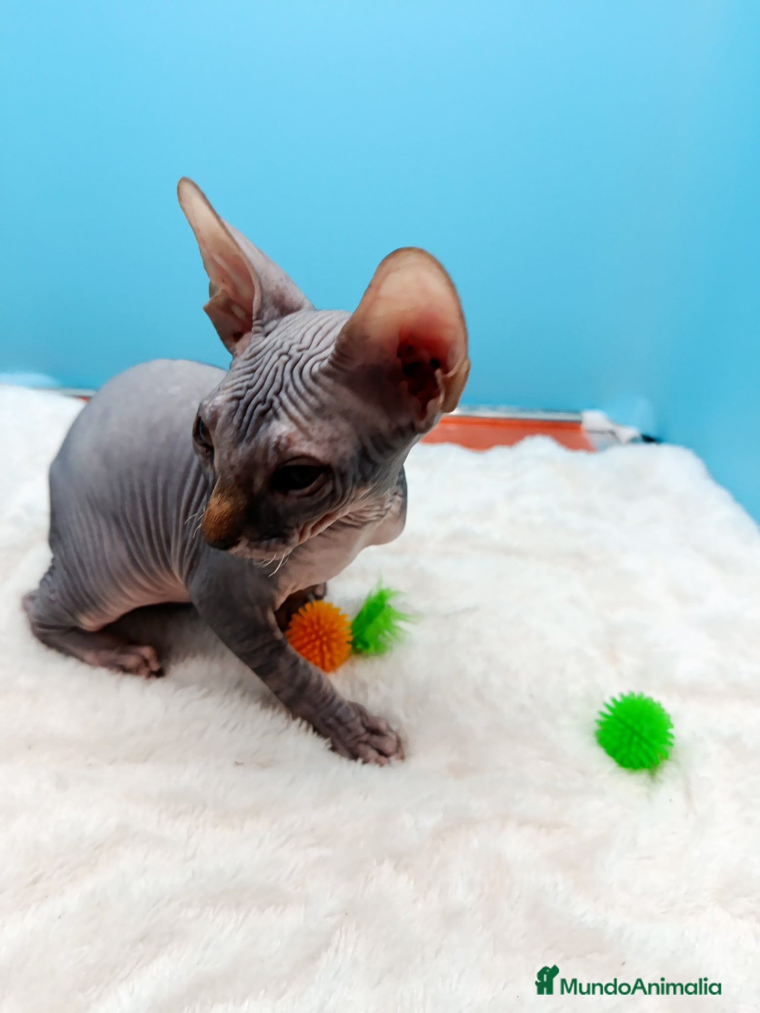 Sphynx gatos en venta: Parejita de Sphynx  - Anuncio 13