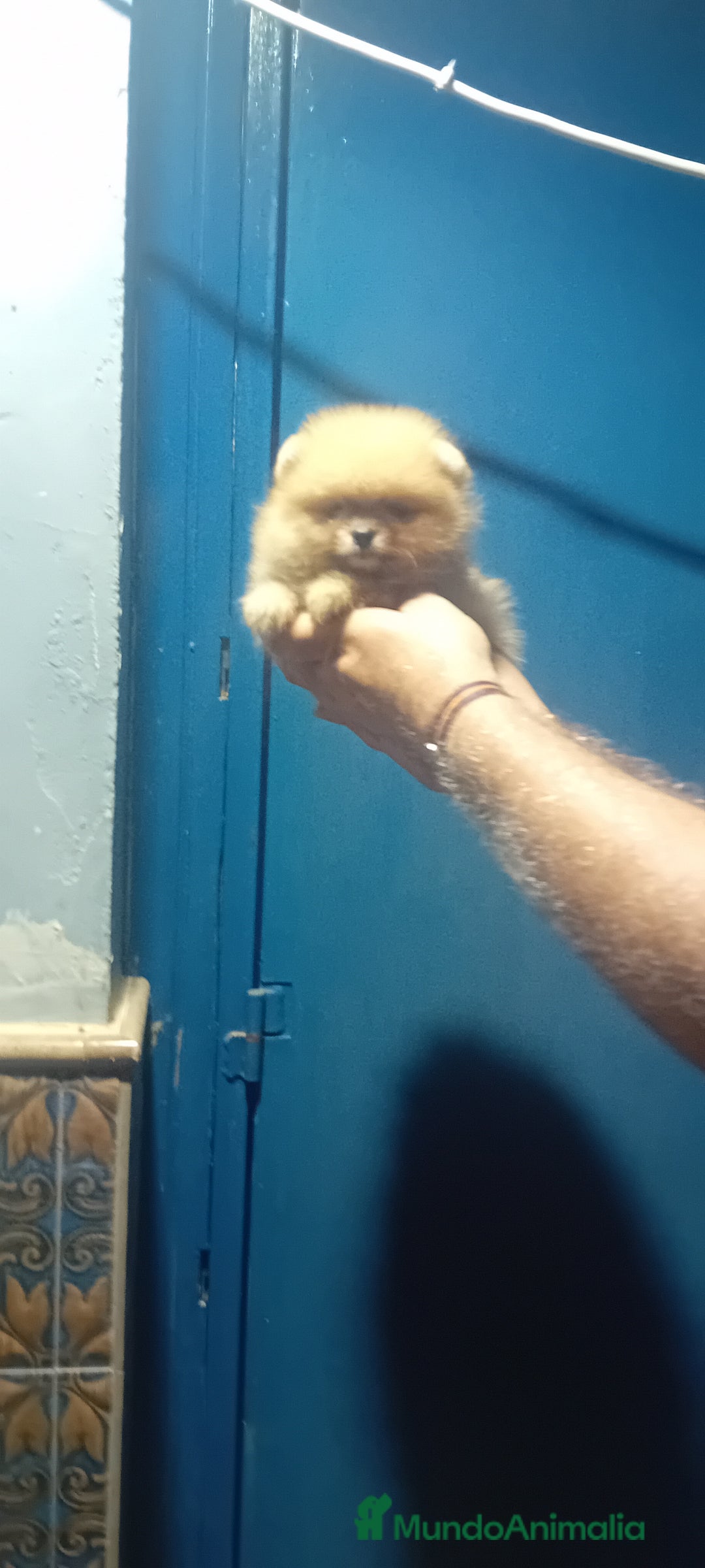 Pomerania perros en venta: Preciosos pomeranias americanos boo  - Imagen 2