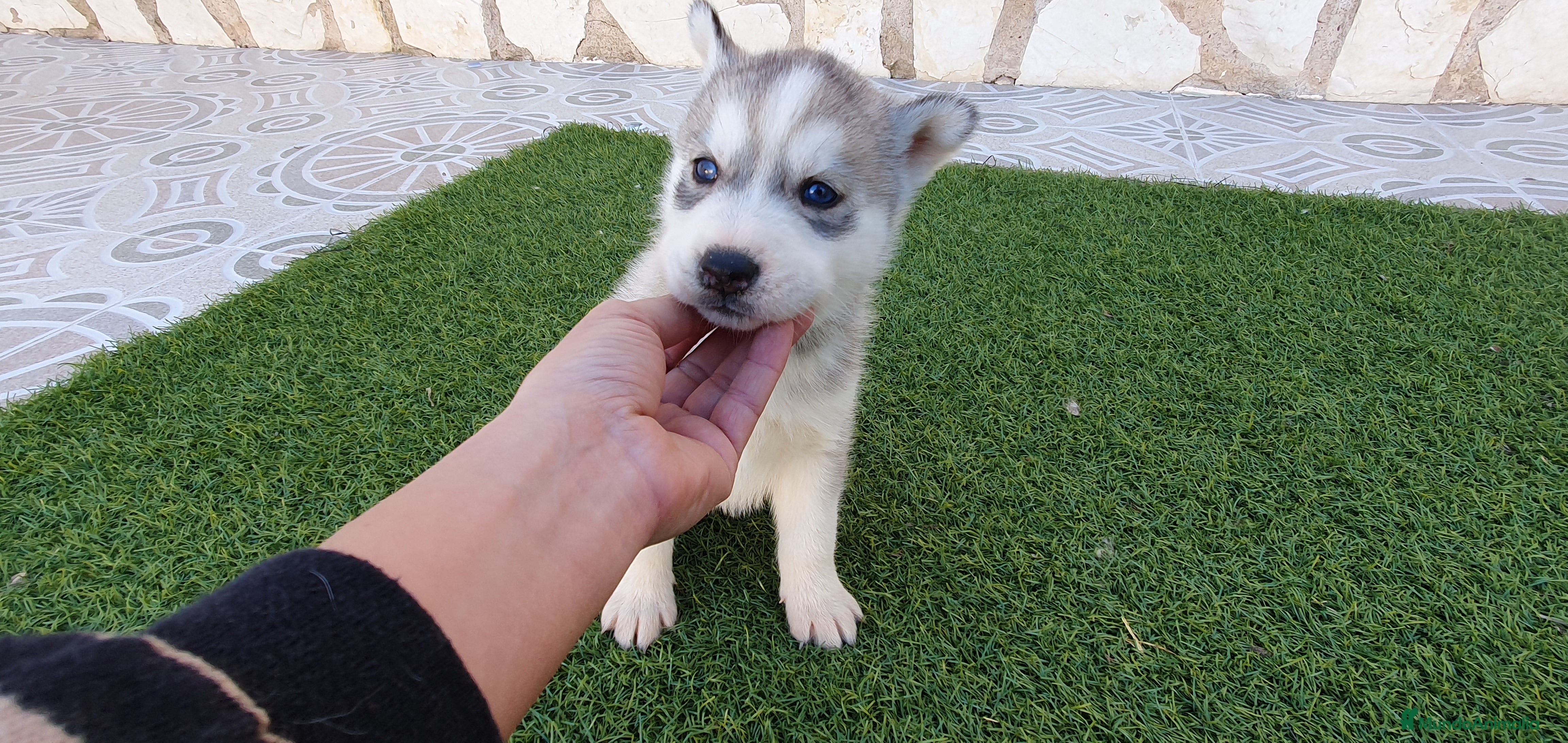 Husky Siberiano perros Huskys grises, negros y agouti  - Anuncio 35