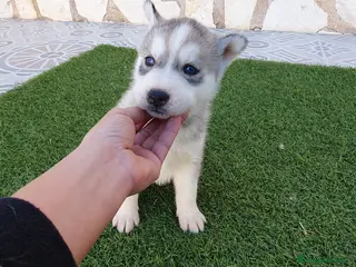 Husky Siberiano perros Huskys grises, negros y agouti - Anuncio 35