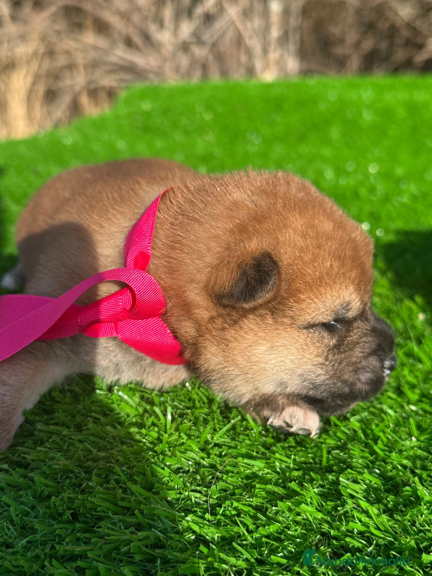 Shiba Inu perros SHIBA INU - Anuncio 2
