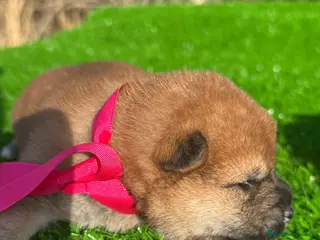 Shiba Inu perros SHIBA INU - Anuncio 2