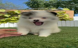 Pomerania perros en venta: POMERANIA HEMBRA BLANCA Y NEGRA - Imagen 10