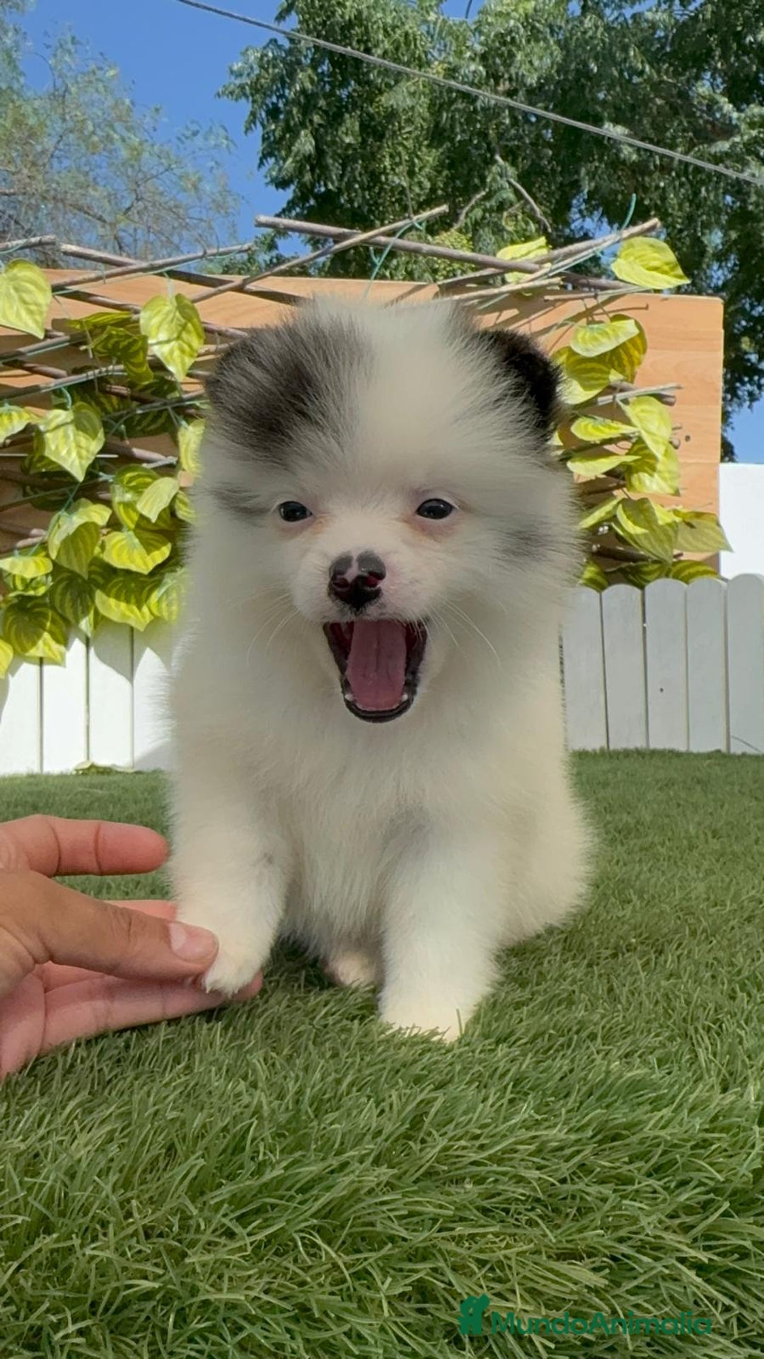 Pomerania perros en venta: POMERANIA HEMBRA BLANCA Y NEGRA - Imagen 10