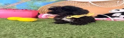 Maltipoo perros en venta: Maltipoo - Anuncio 2