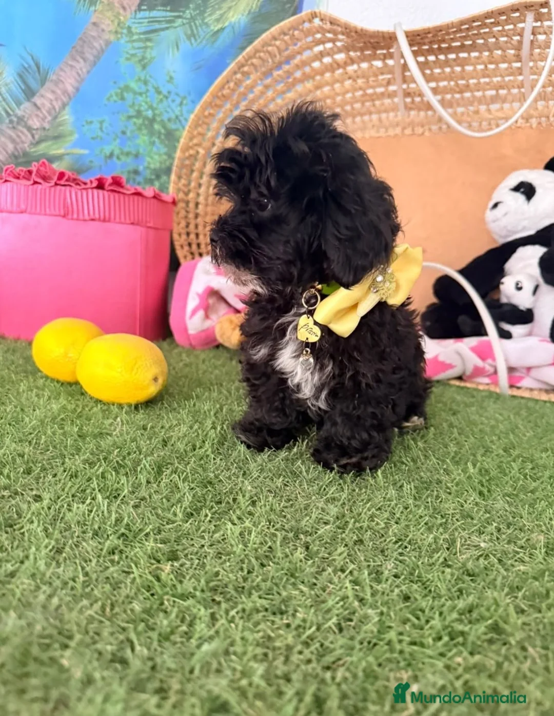 Maltipoo perros en venta: Maltipoo - Anuncio 2