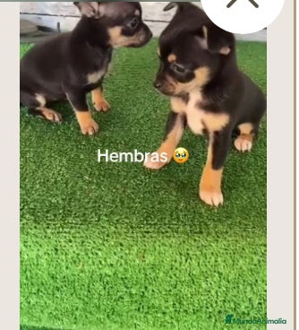 Chihuahua perros Chihuhuas  - Anuncio 13