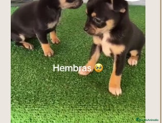 Chihuahua perros Chihuhuas - Anuncio 13