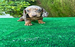 Teckel Miniatura perros en venta: teckel arlequin chocolate  - Imagen 5