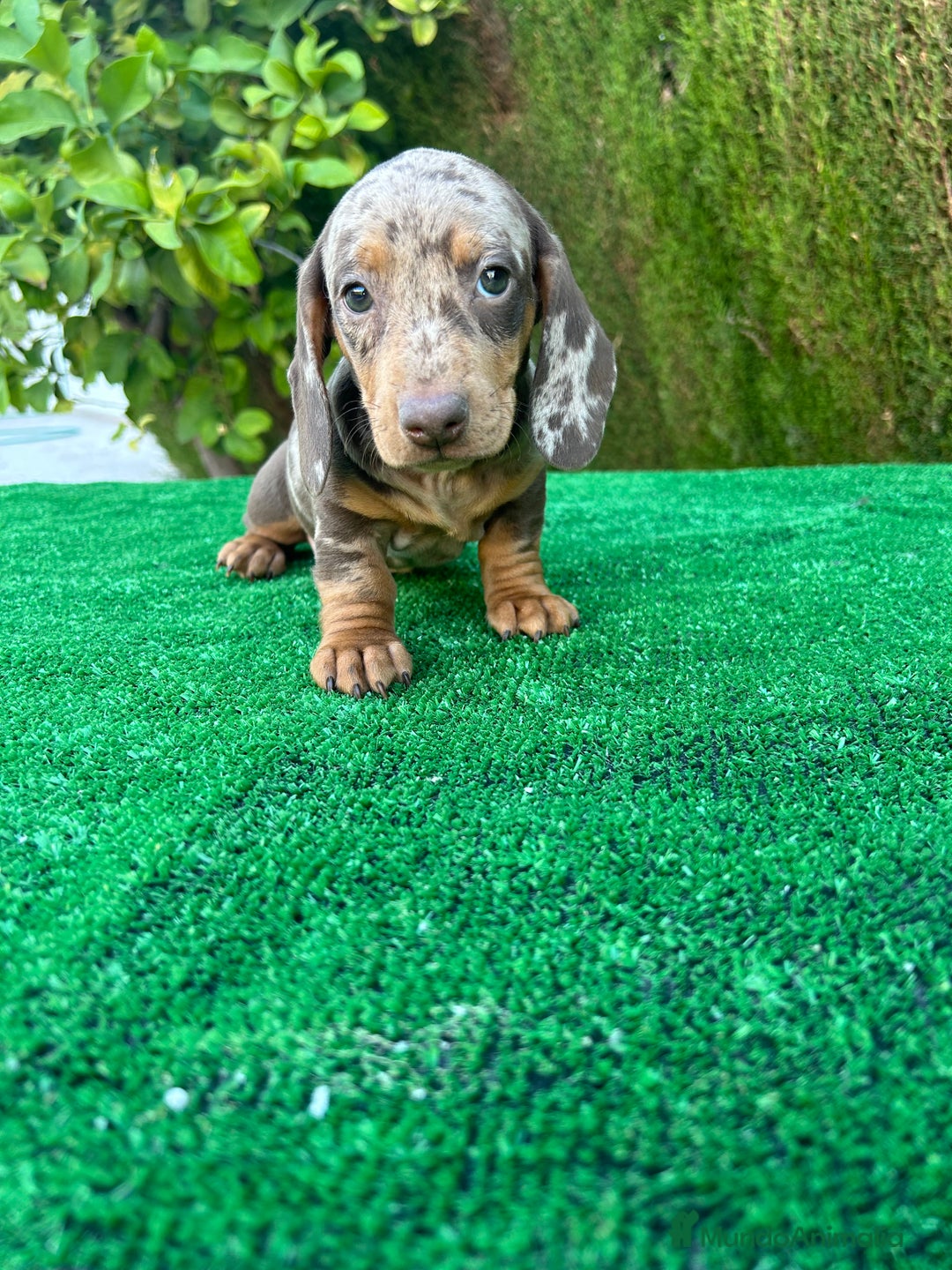 Teckel Miniatura perros en venta: teckel arlequin chocolate  - Imagen 5