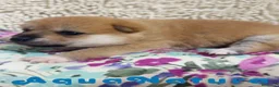 Shiba Inu perros en venta: Shiba Inu Macho de Maya y Silvio 1830- AQUANATURA en Barcelona - Anuncio 4
