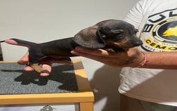 Teckel Miniatura perros en venta: Teckel mini - Imagen 9
