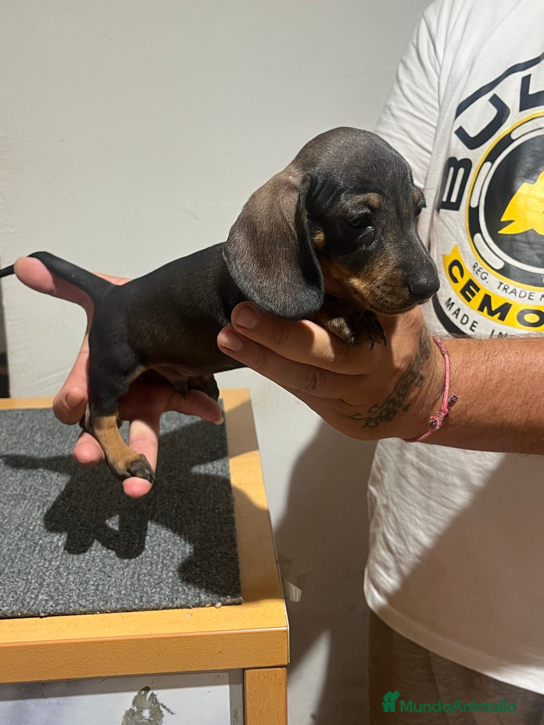 Teckel Miniatura perros en venta: Teckel mini - Imagen 9