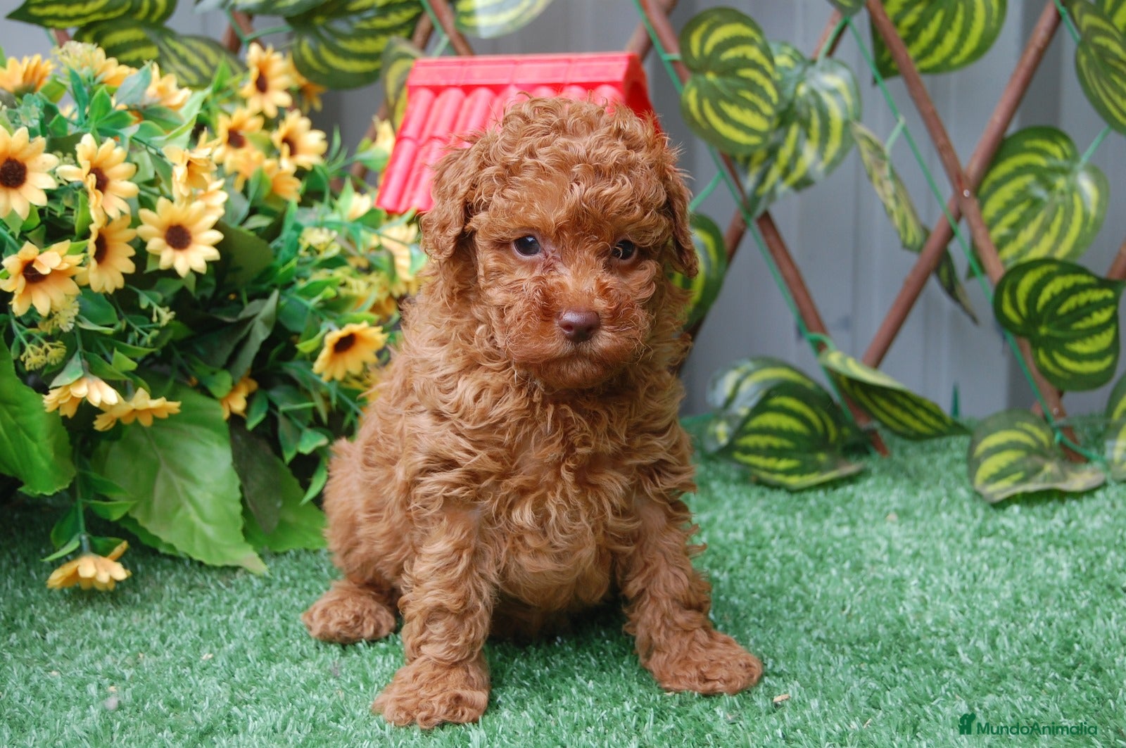 Caniche Toy perros Preciosa camada de Caniche toy  en Granada - Anuncio 2