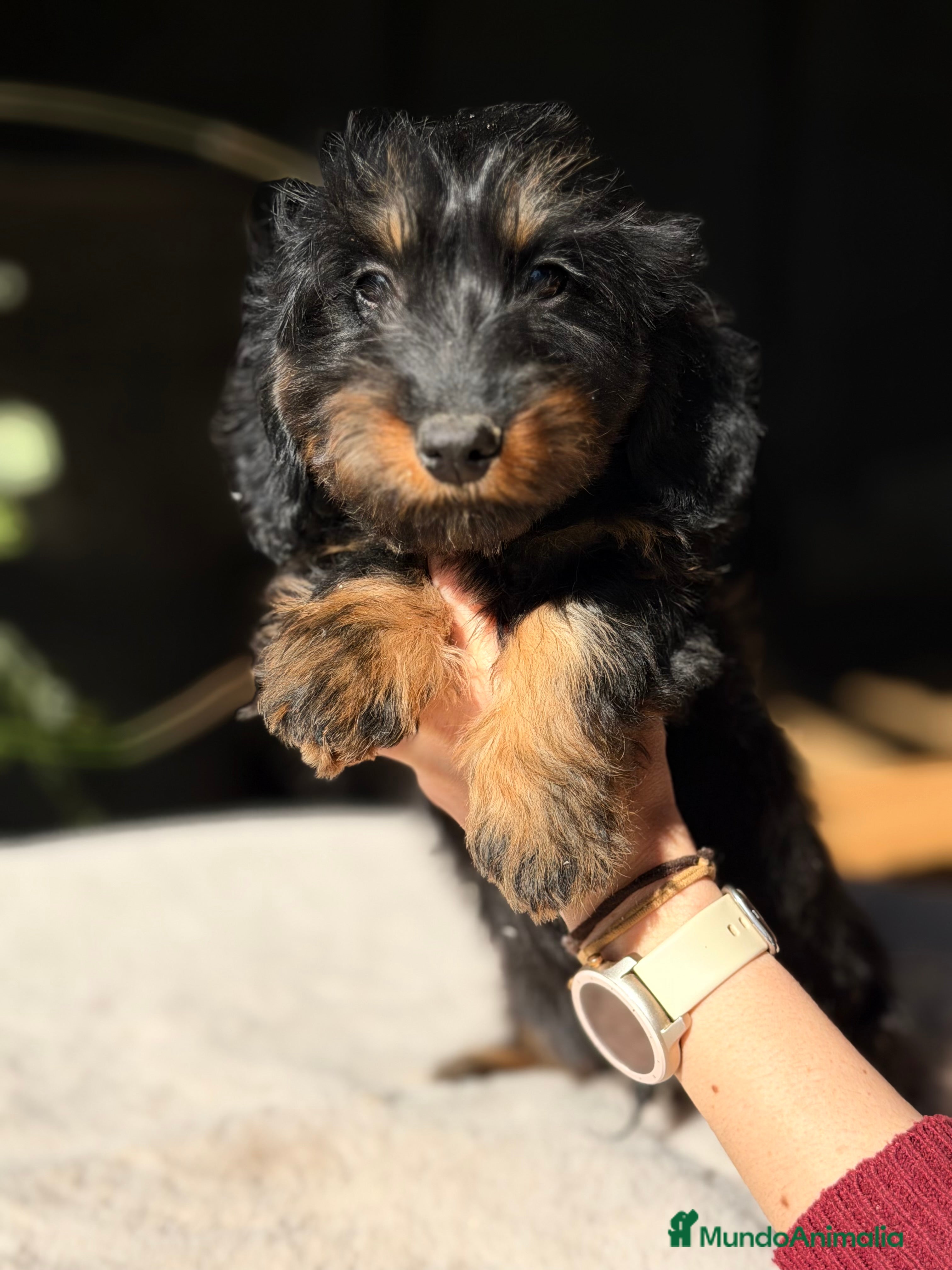 Teckel Miniatura perros Teckel pelo largo  - Anuncio 1