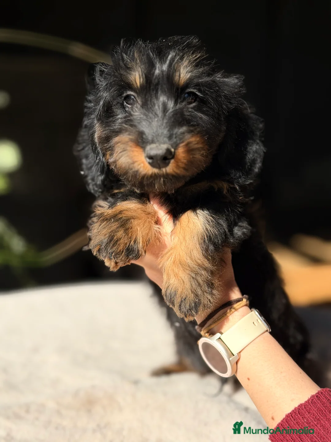 Teckel Miniatura perros en venta: Teckel pelo largo  - Anuncio 1