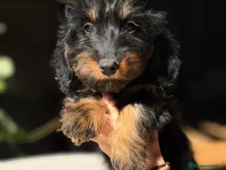 Teckel Miniatura perros Teckel pelo largo - Anuncio 1