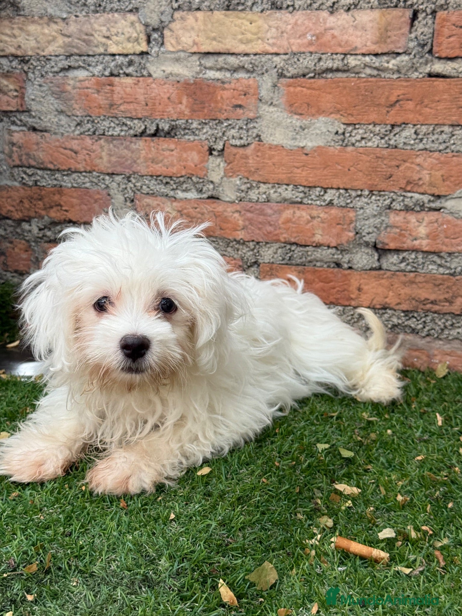 Bichón Maltés perros Bichon maltés macho disponible - Anuncio 13