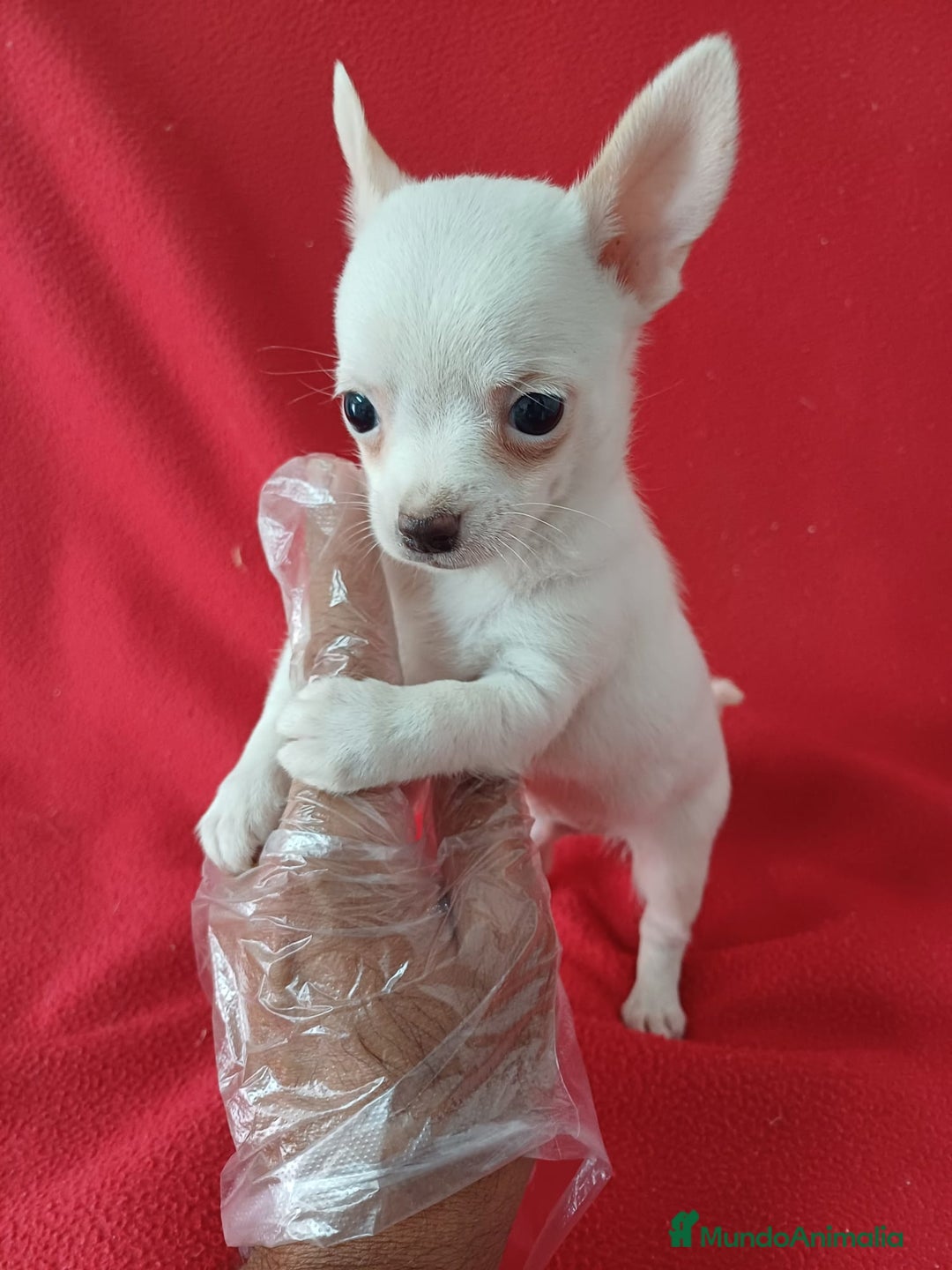 Chihuahua perros en venta: Chihuahua Mini  - Imagen 1