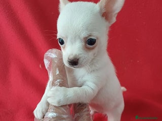 Chihuahua perros - Anuncio 1