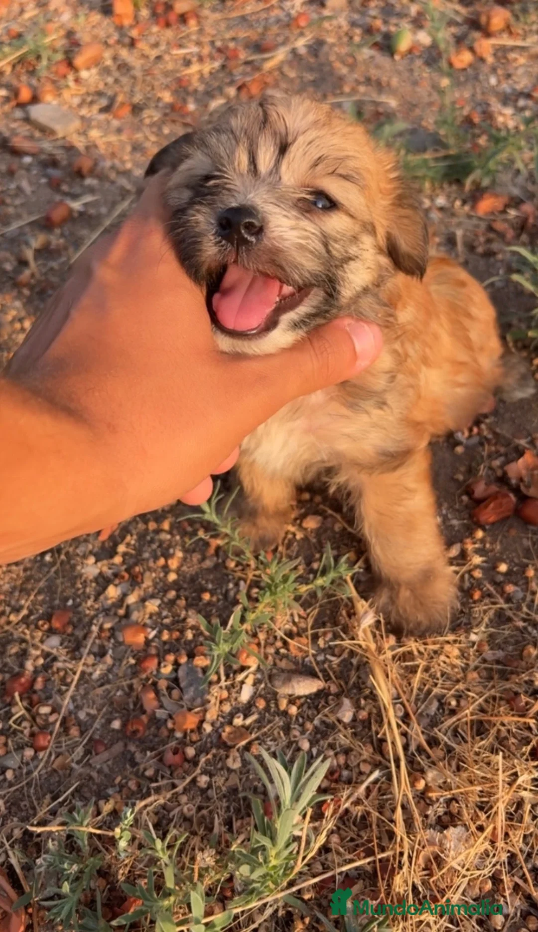 Morkie perros en venta: CACHORROS MORKIE  - Anuncio 2