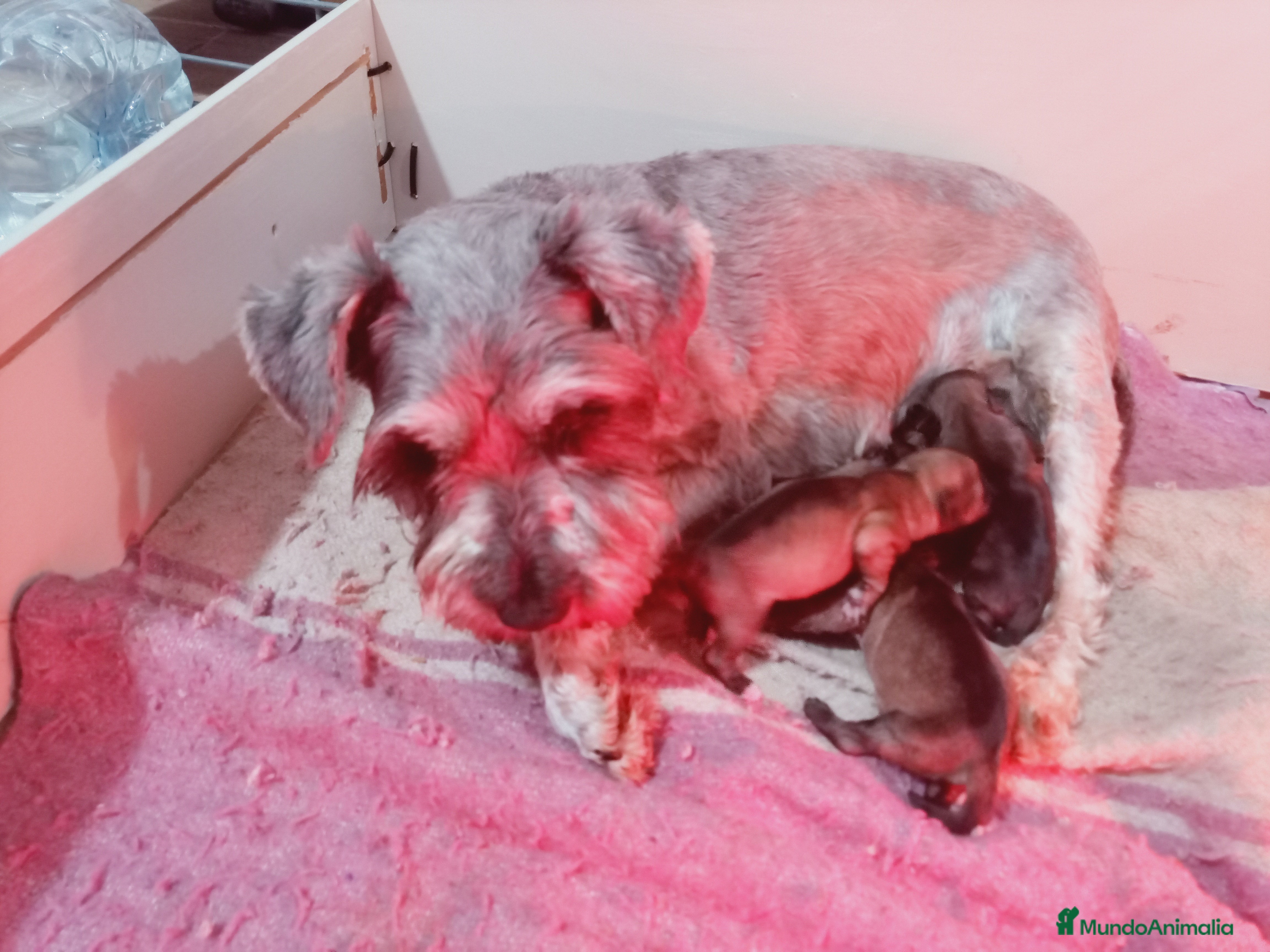 Schnauzer Miniatura perros Schnauzer cachorros  - Anuncio 1