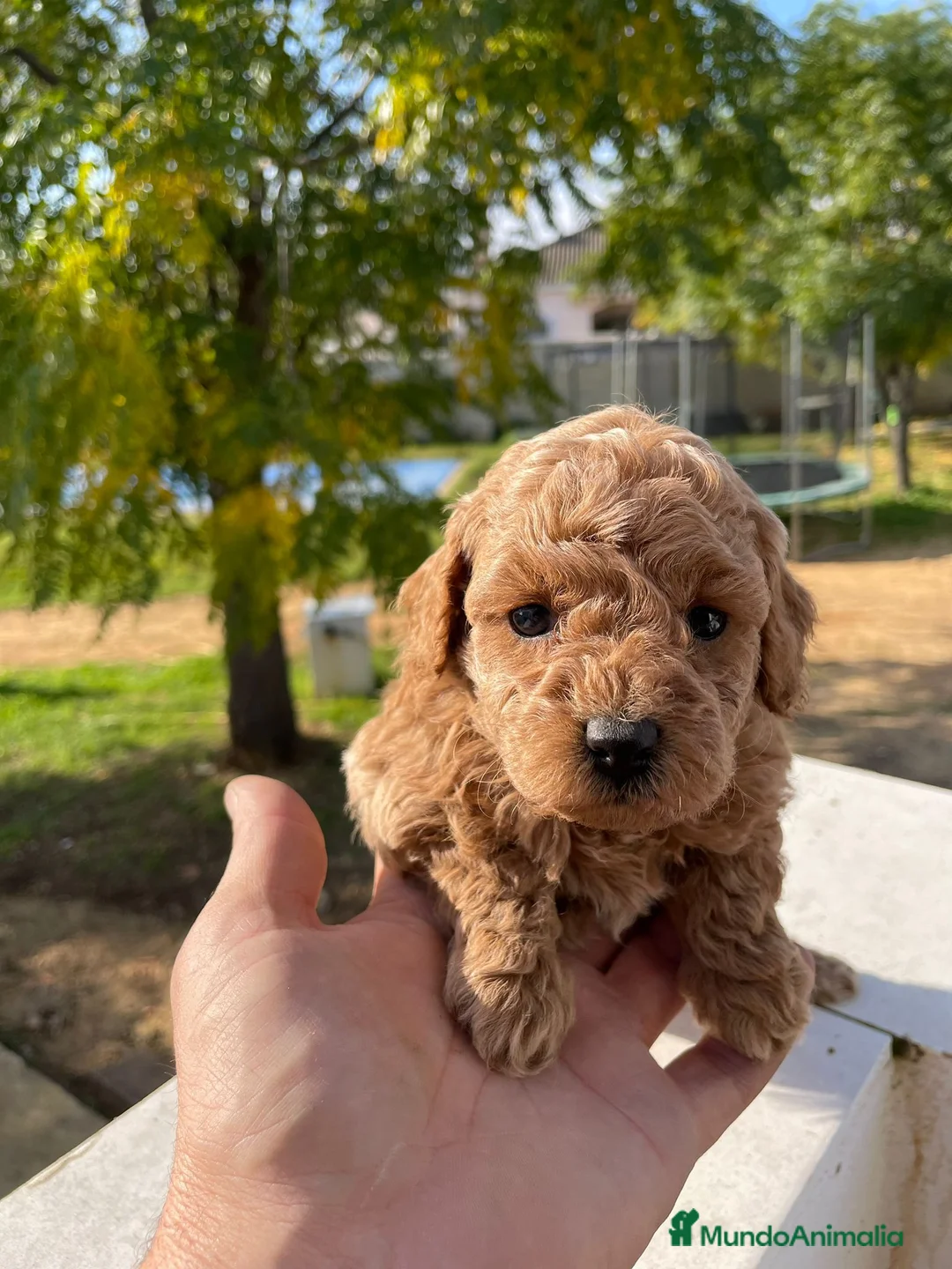 Caniche Toy perros en venta: caniche  - Anuncio 1