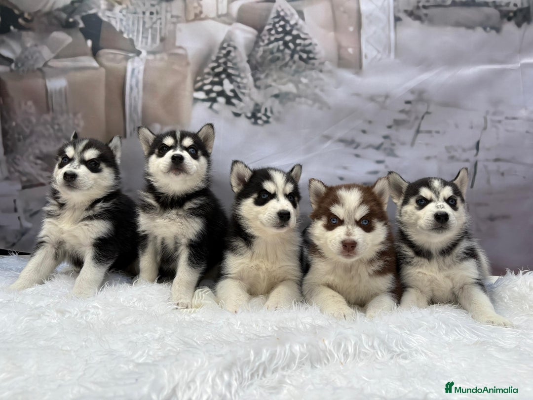 Husky Siberiano perros en venta: Cachorros husky siberianos  - Anuncio 8