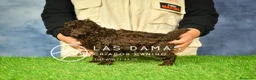 Caniche Toy perros en venta: Machos caniche toy chocolate. - Anuncio 3
